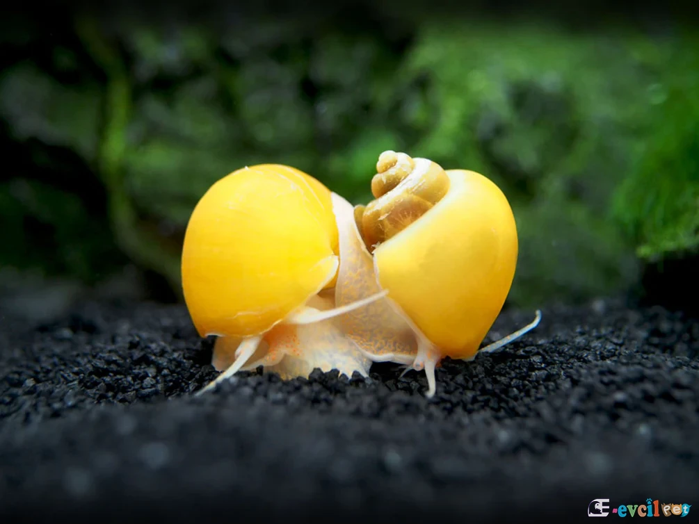 Pomacea bridgesii (Elma Salyangozu - Apple Snail) Eş