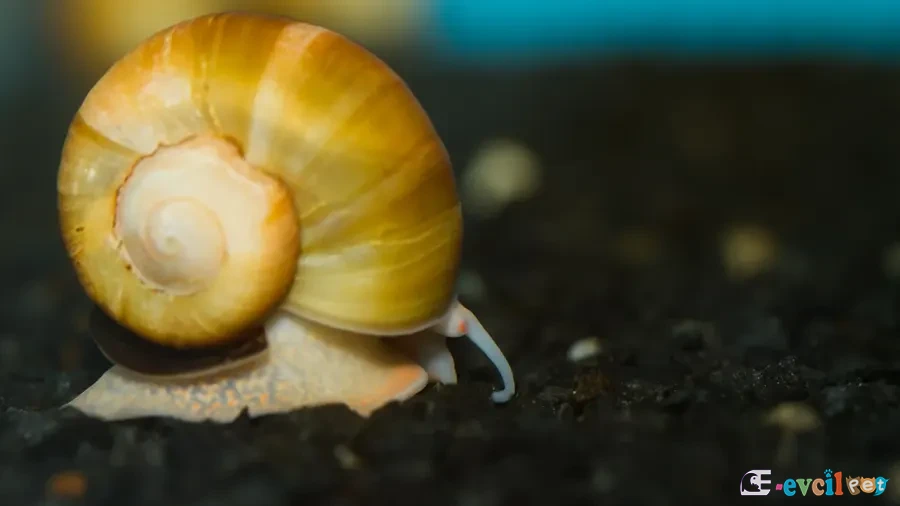 Pomacea bridgesii (Elma Salyangozu - Apple Snail)