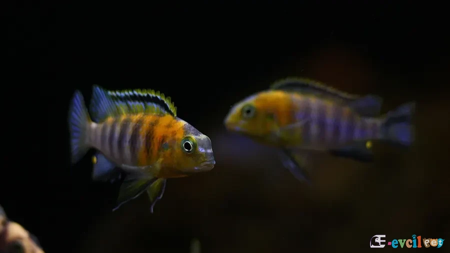 Red Cheek (Likoma) Akvaryumu