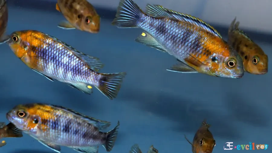 Red Cheek (Likoma) Sürüsü