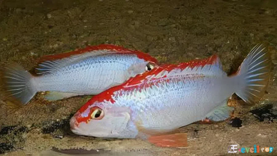 Red-Top Ndumbi eşleşiyor