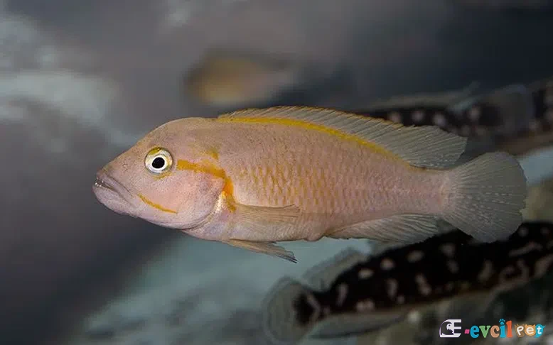 Telmatochromis dhonti akvaryumda