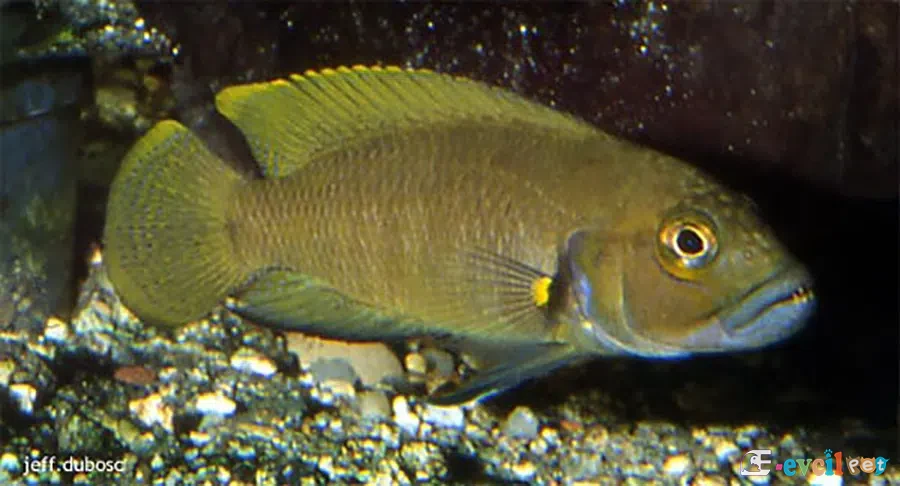 Telmatochromis dhonti Erkek