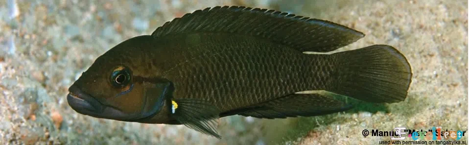 Telmatochromis dhonti tanganyinka