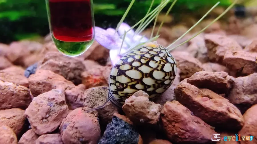 Theodoxus altenai akvaryumda