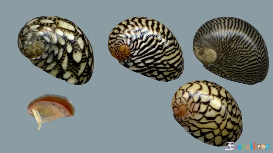 Theodoxus altenai çeşitleri