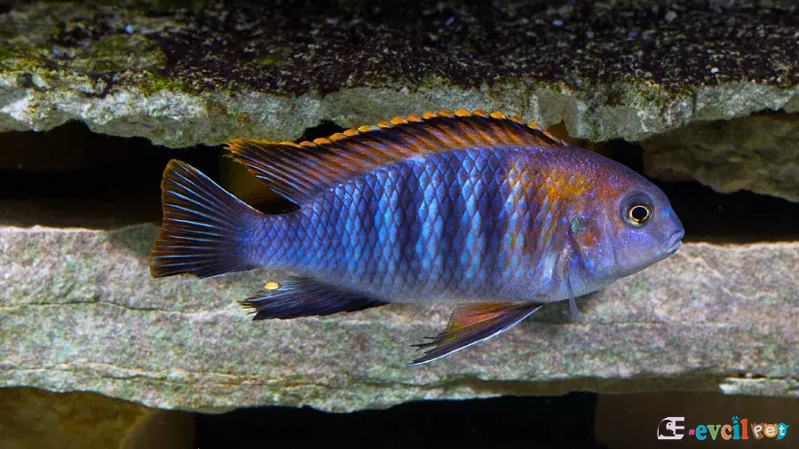 Tropheops sp. Chilumba (Katale) Red Top