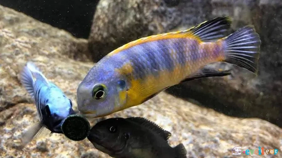 Tropheops sp. Yellow Gullar Erkek