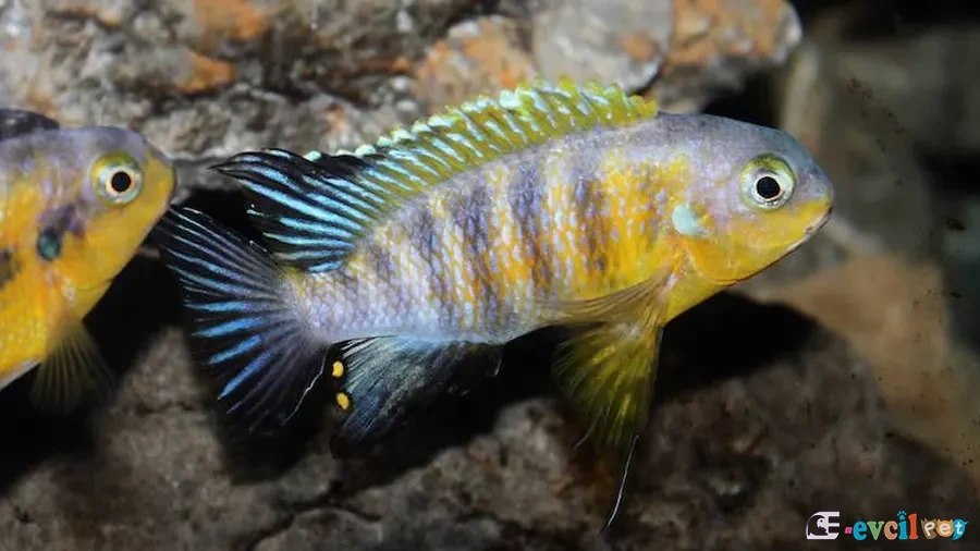 Tropheops sp. Yellow Gullar Yaşam Alanı