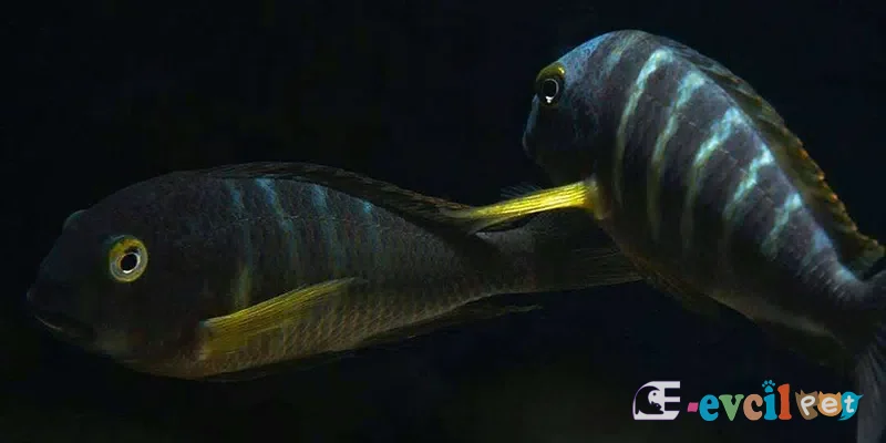 Tropheus brichardi Kalemie erkek ve dişi