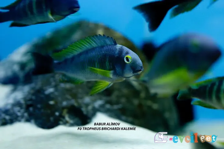 Tropheus brichardi Kalemie f0