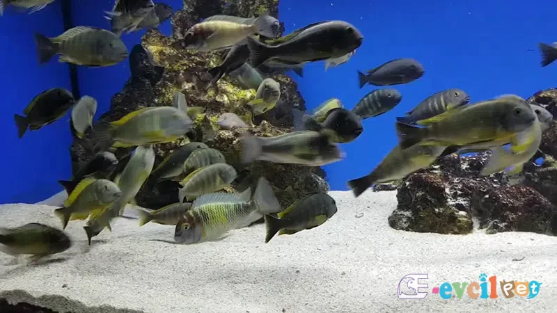 Tropheus brichardi Kalemie sürüsü