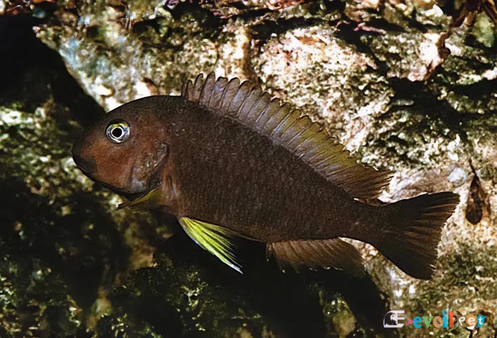 Tropheus brichardi Karilani erkek