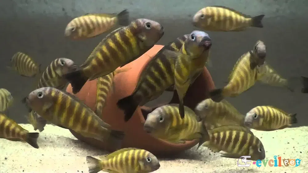 Tropheus Brichardi Kipili F1 Koloni