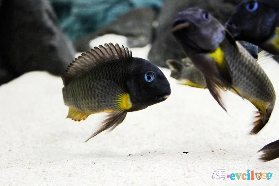 Tropheus Isonga Kurlaşıyorlar