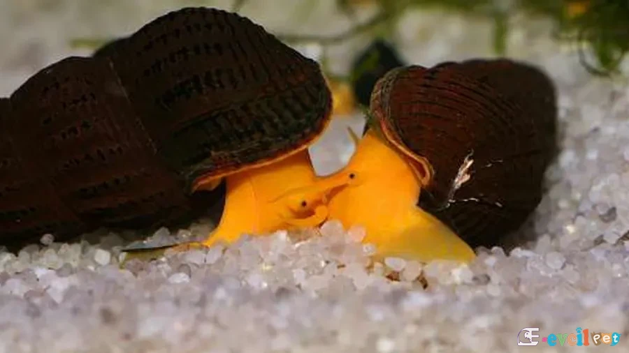 Tylomelania sp. orange (Turuncu Poso Rabbit Salyangozu) 1