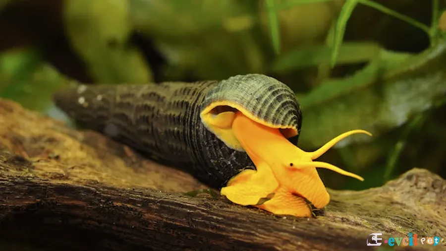Tylomelania sp. orange (Turuncu Poso Rabbit Salyangozu) 3
