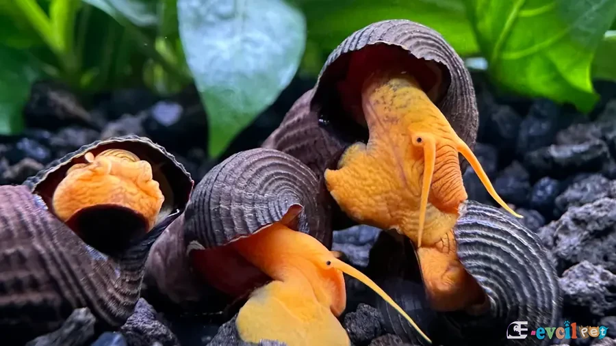 Tylomelania sp. orange (Turuncu Poso Rabbit Salyangozu) 4