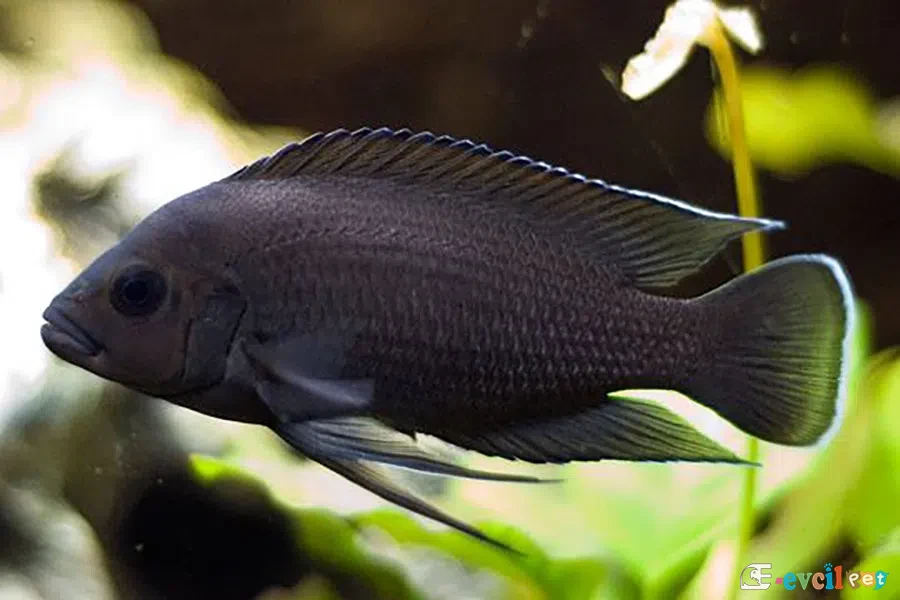 Variabilichromis moori bitkilerin yanında