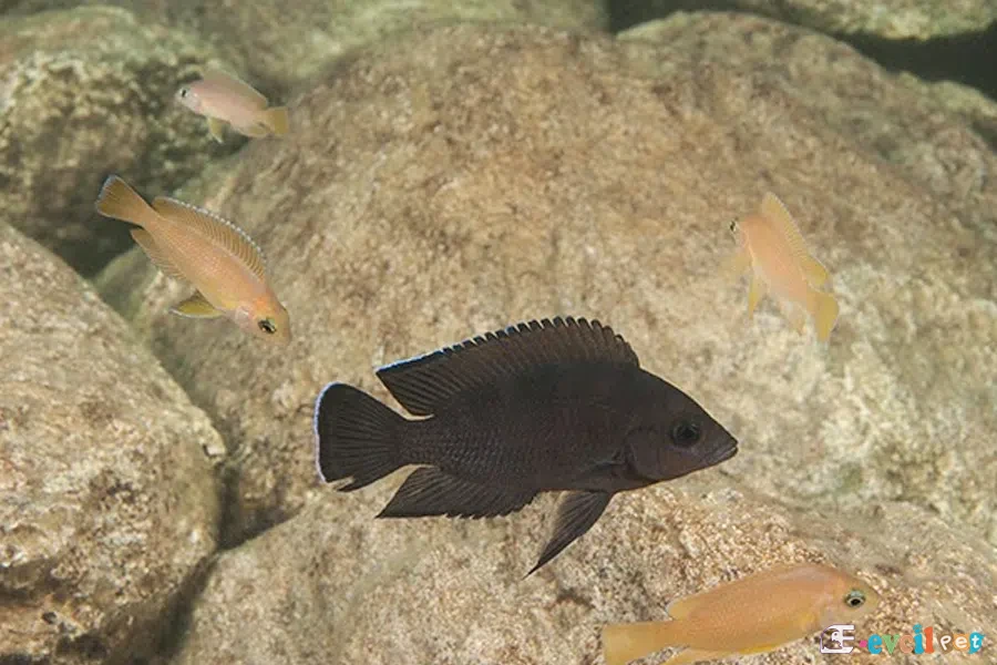 Variabilichromis moori doğal yaşam alanı