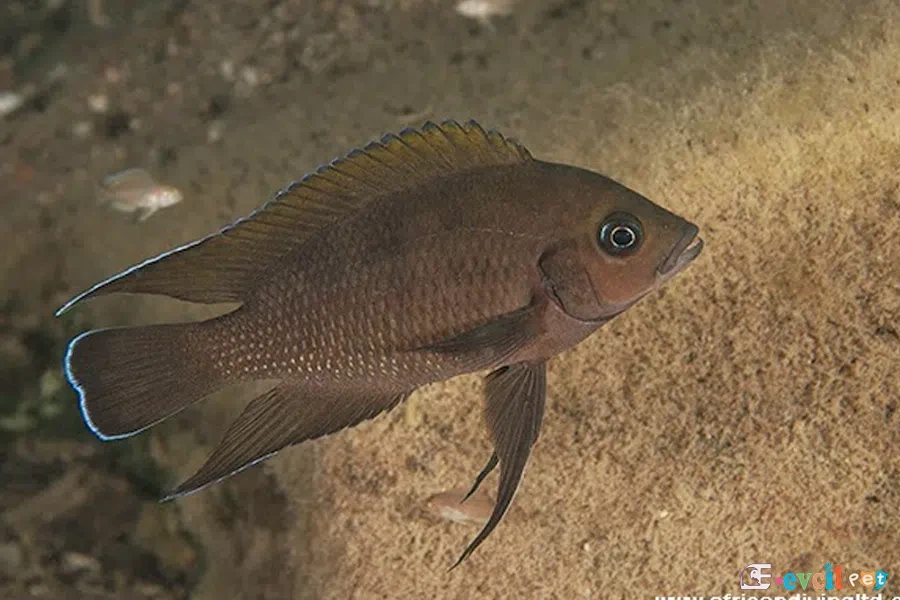 Variabilichromis moori Kayalıkların önünde