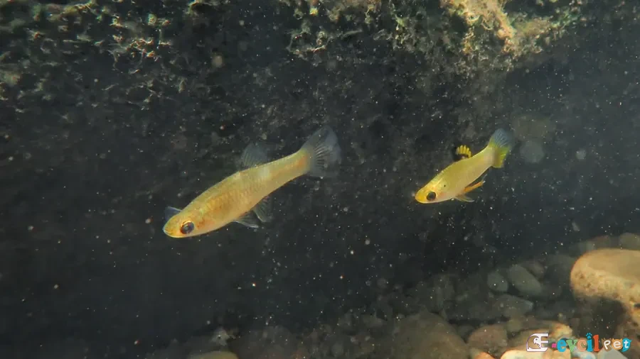 Xenophallus umbratilis Akvaryumu