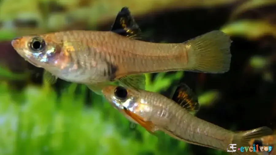 Xenophallus umbratilis Erkek Dişi Eşleşirken