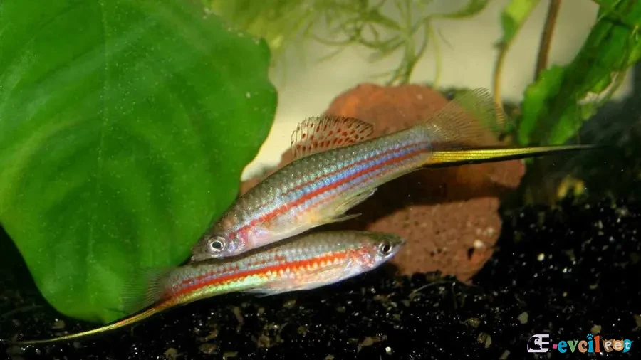 Xiphophorus alvarezi 2 Baskın Erkek