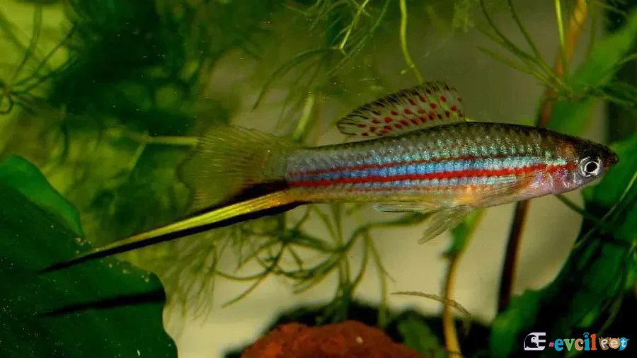 Xiphophorus alvarezi Bitkili akvaryumda