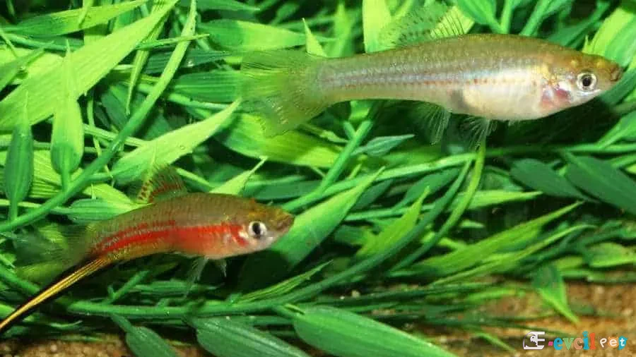 Xiphophorus alvarezi Erkek ve Dişi Resmi