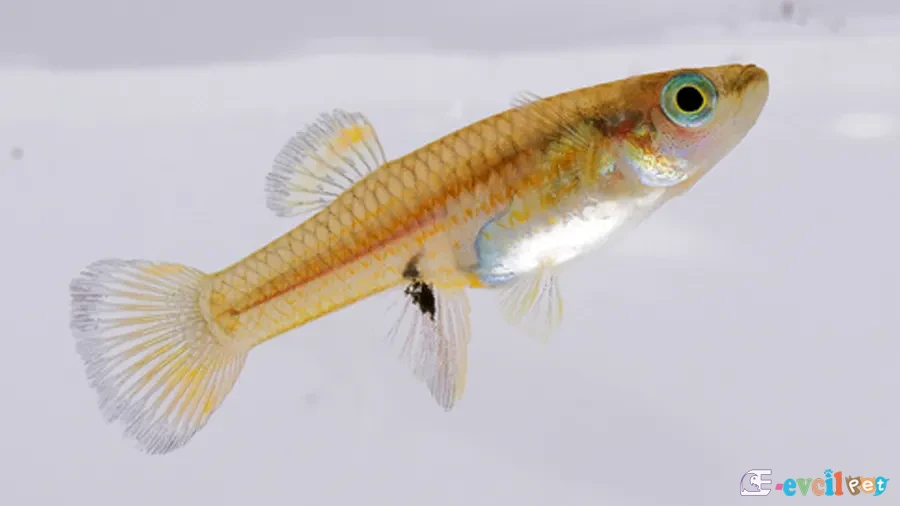 Xiphophorus andersi Dişi