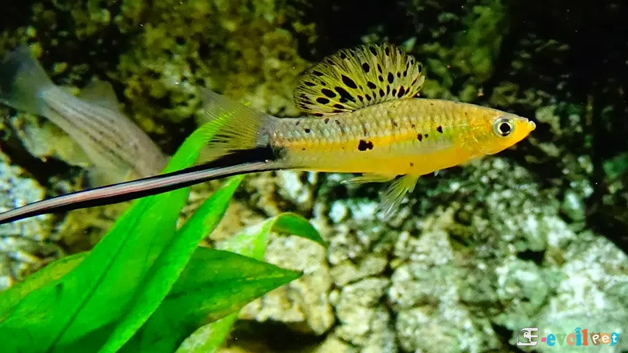 Xiphophorus montezumae Akvaryumu