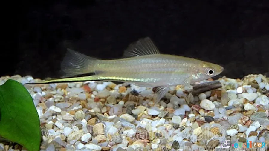 Xiphophorus signum Akvaryumu