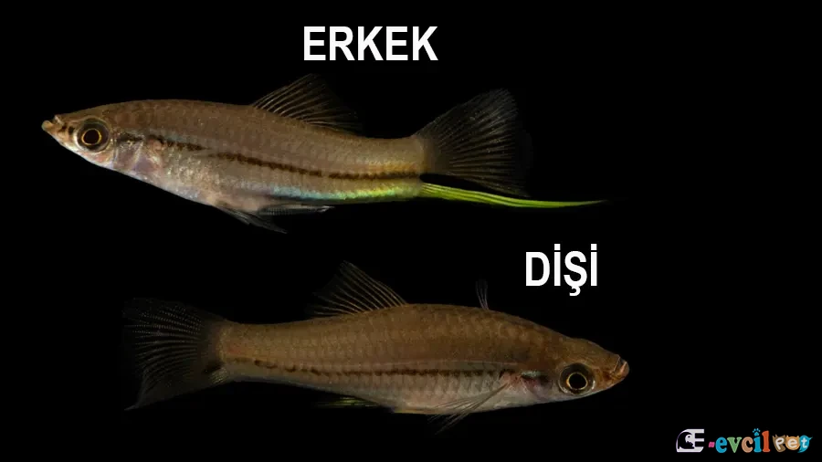 Xiphophorus signum eRKEK VE Dişi