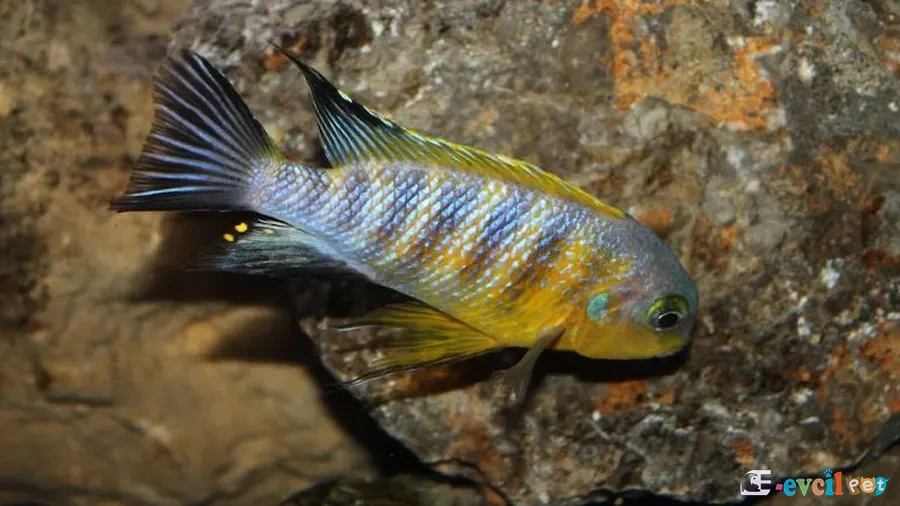 Tropheops sp. Yellow Gullar Akvaryumu